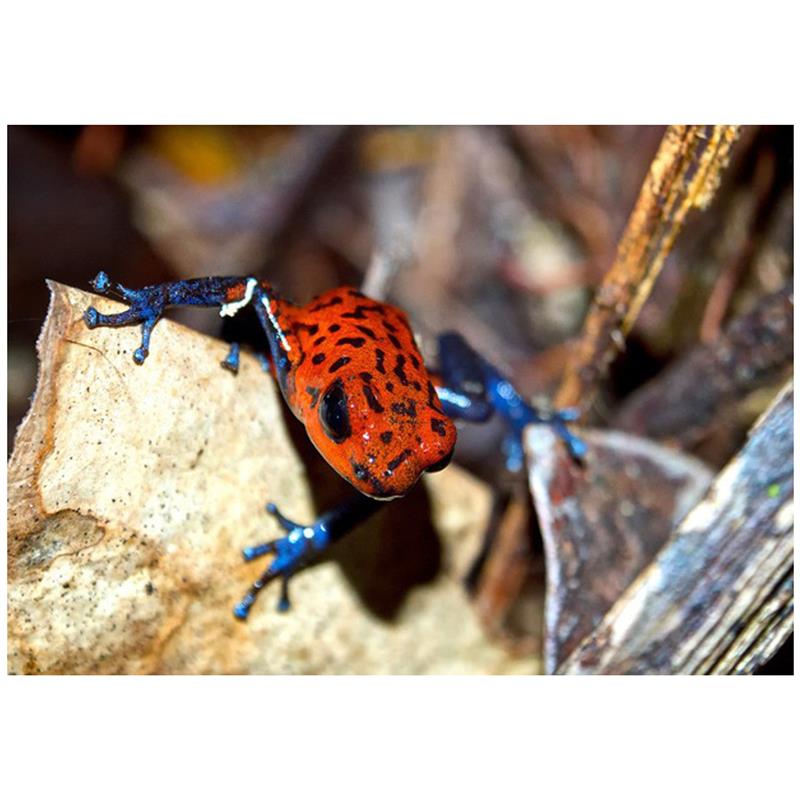 Broasca Dendrobates pumilio Cristobal (Strawberry poison frog) - imagine 4